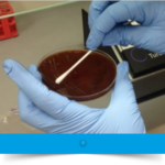 close up of gloved hands holding a petri dish with a brown liquid