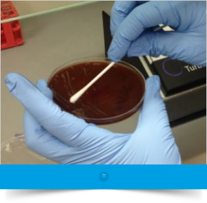 close up of gloved hands holding a petri dish with a brown liquid